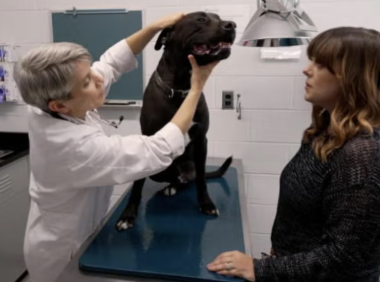 宾大衍生公司Vetigenics融资600万美元,专注宠物疾病治疗